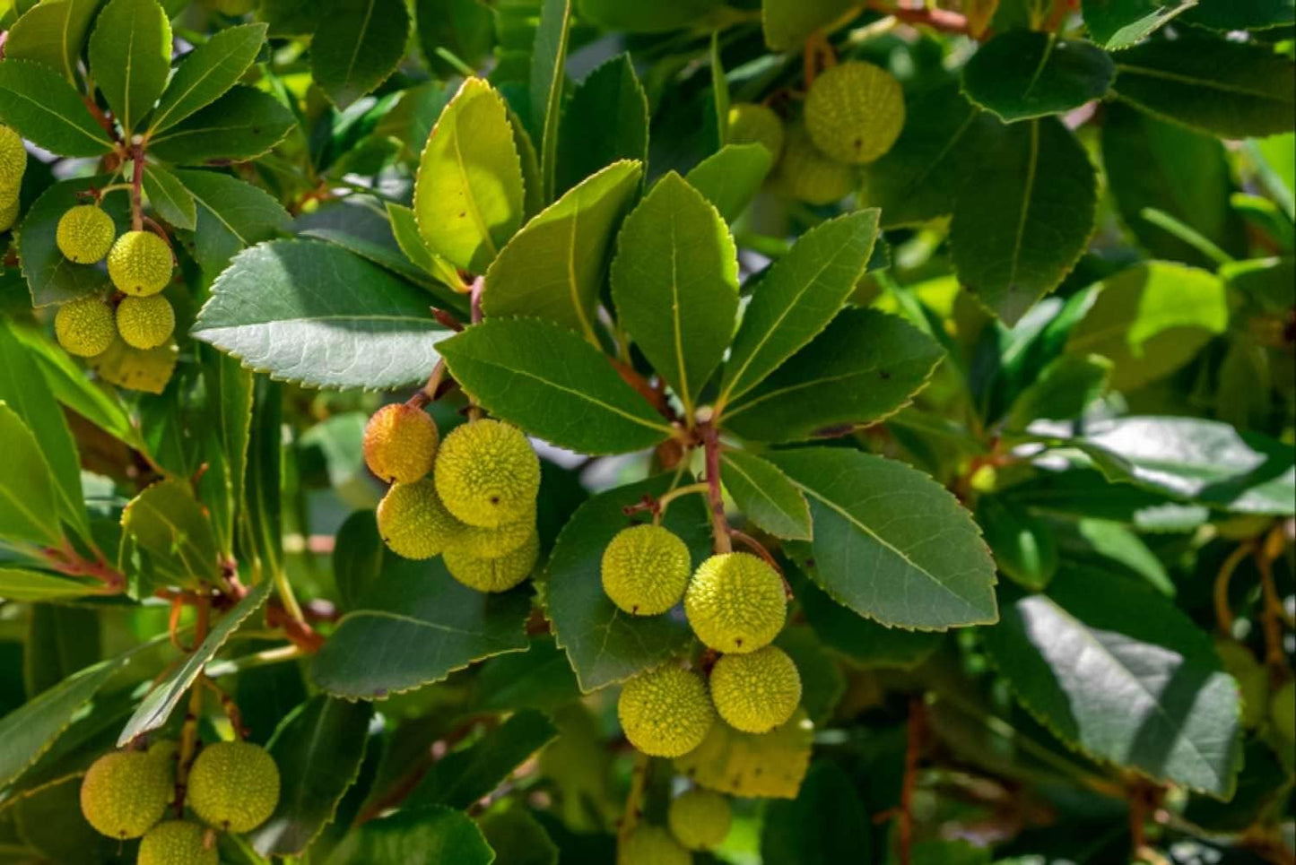Arbutus unedo Strawberry Fruit Seeds for Planting - Green Color Variety, Ideal for Home Garden Seeds