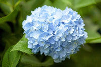 Heirloom Sky Blue Hydrangea Flower Seeds, Non-GMO Vibrant Blooms for Planting