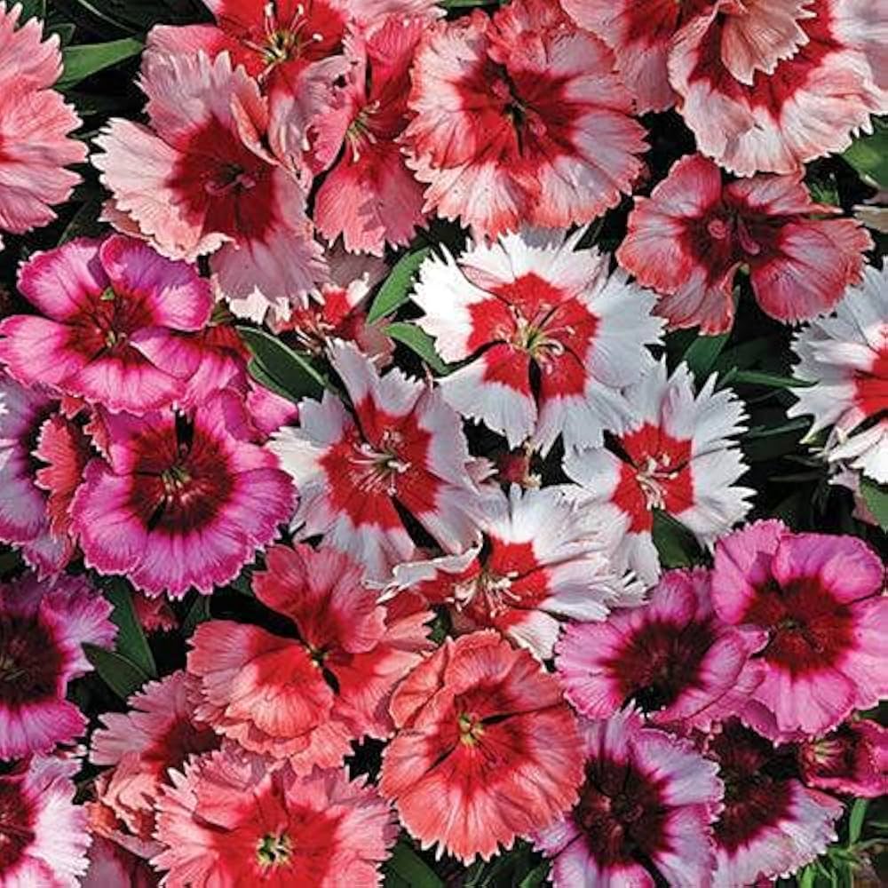Dianthus Chinensis Pink Rainbow Garden Flower - for planting in home garden