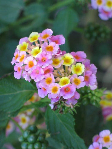 Feston Rose Lantana Flower Seeds for Planting – Heirloom, Non-GMO Garden Seeds