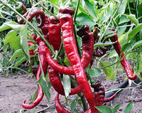 Guajillo pepper Capsicum annuum heirloom seeds for planting in backyard vegetable beds or raised containers