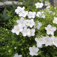 Cupflower- White Robe