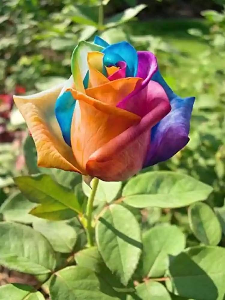 Rose Rosa hybrida Flower Seeds for Planting Rainbow Variety in Home Garden