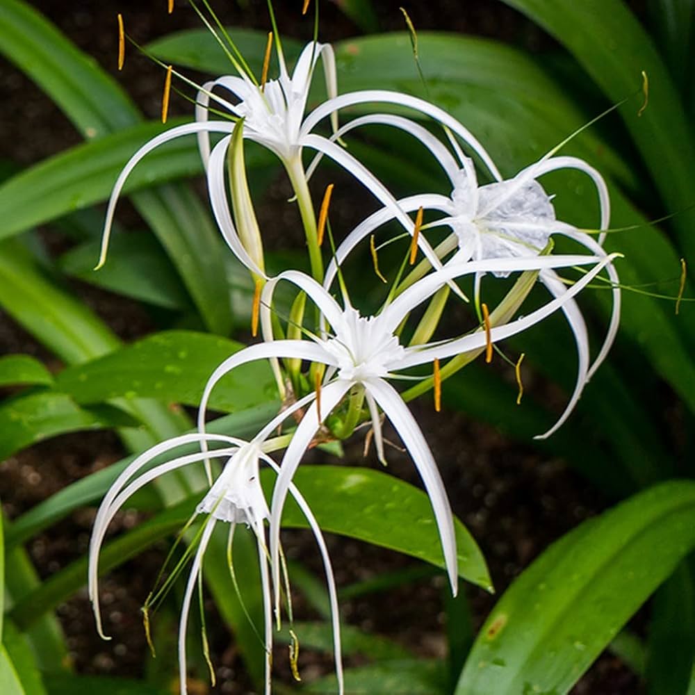 Spider Lily- White