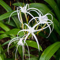 Spider Lily- White