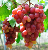 Red grape Fruit Seeds