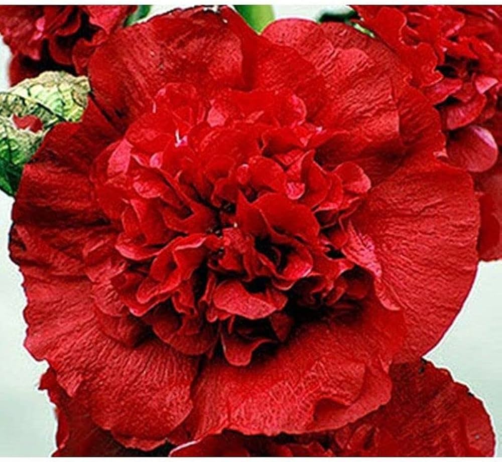 Double Red Carnation flowers grown from seeds with rich red ruffled petals and layered blooms