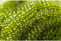 Seagrapes Coccoloba uvifera seeds for planting in coastal garden