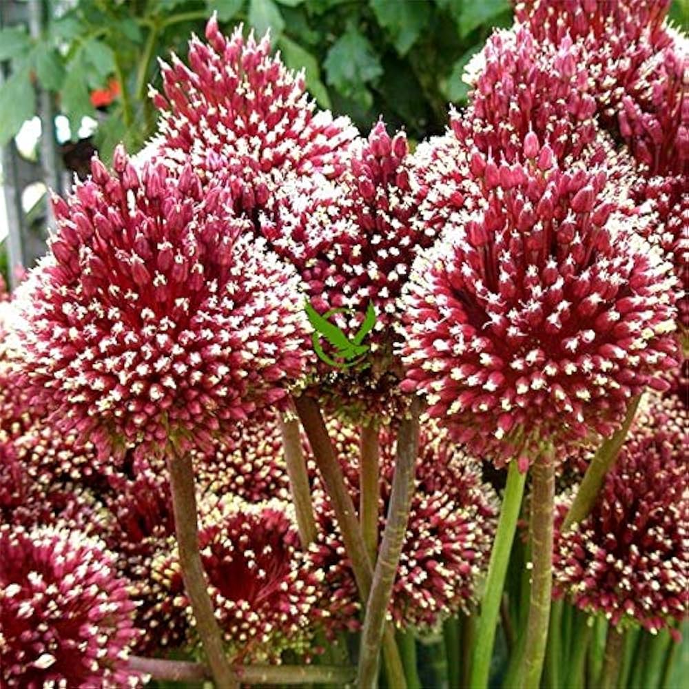 Red Mohican Allium Seeds
