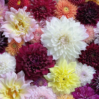 Dahlia Double Mix Rainbow Seeds