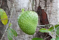 Graviola Guanabana Fruit Seeds, Known for Its Health Benefits and Flavor 100 pcs