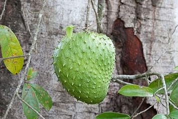 Graviola Guanabana Annona muricata seeds for planting in home garden