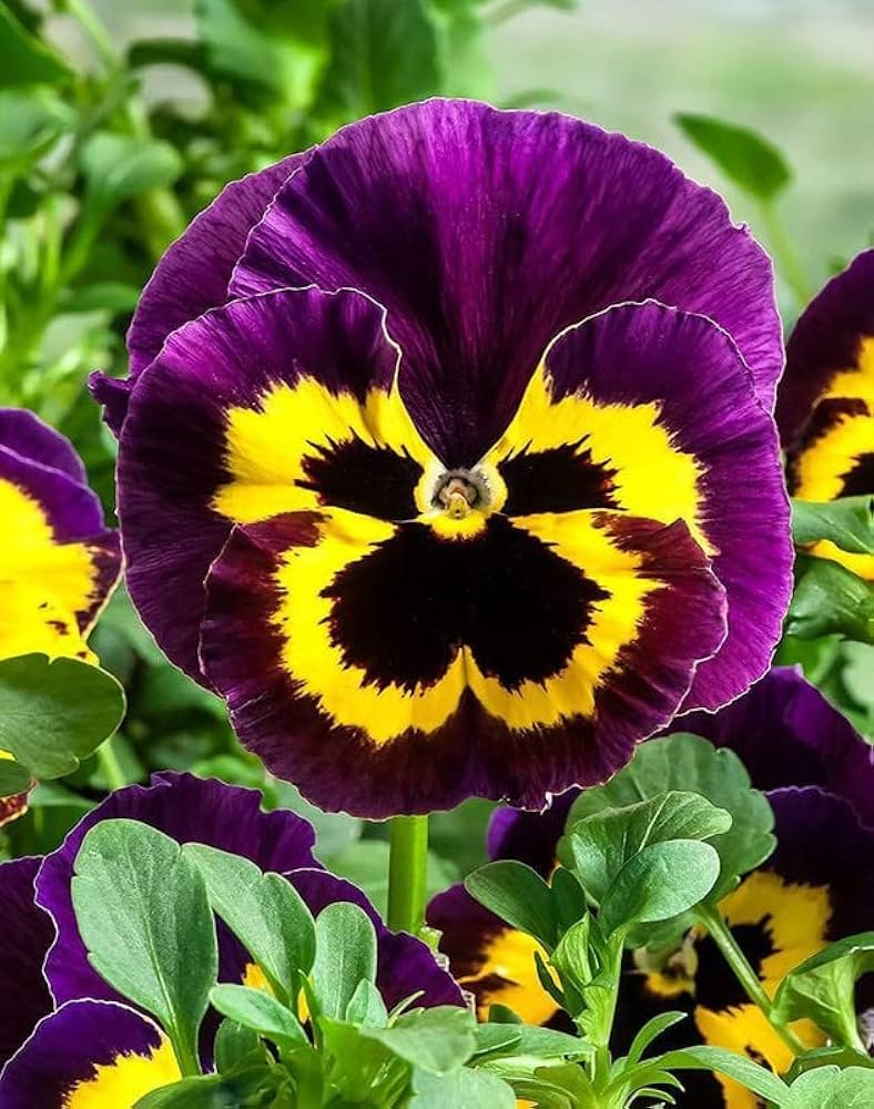 Beautiful Purple Beaula Tricolor flower seeds producing ornamental plants with variegated purple, green, and white foliage