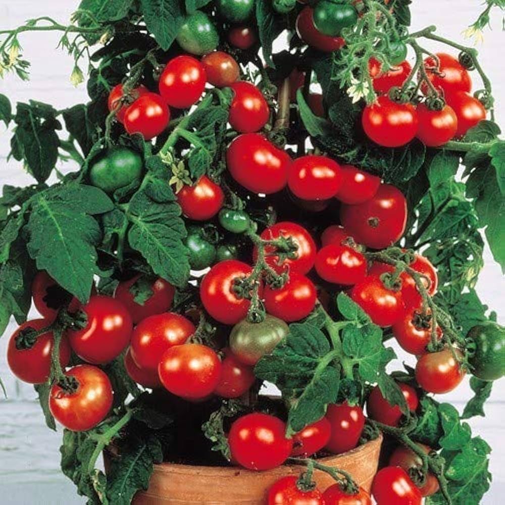 Solanum Lycopersicum Seeds Altdeutsche Tomato Seeds for Planting in Organic Gardens and Heirloom Beds