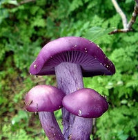 Purple Mushroom Seeds for Planting, 100 pcs