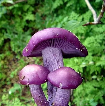 Purple Mushroom Seeds for Planting, 100 pcs