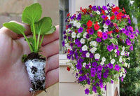 Double Petal Semi-Hanging Petunia Flower Seeds for Indoor and Outdoor Planting