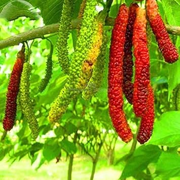 Aegle Marmelos seeds for planting in home garden