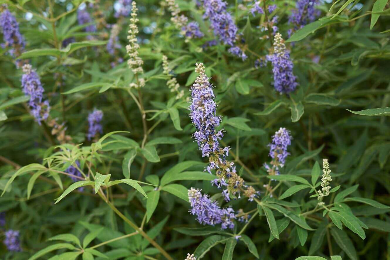 Heirloom Non-GMO Cactus Flower Seeds for Planting – Drought-Tolerant Blooms for Succulent Gardens - Non-GMO for planting in home garden