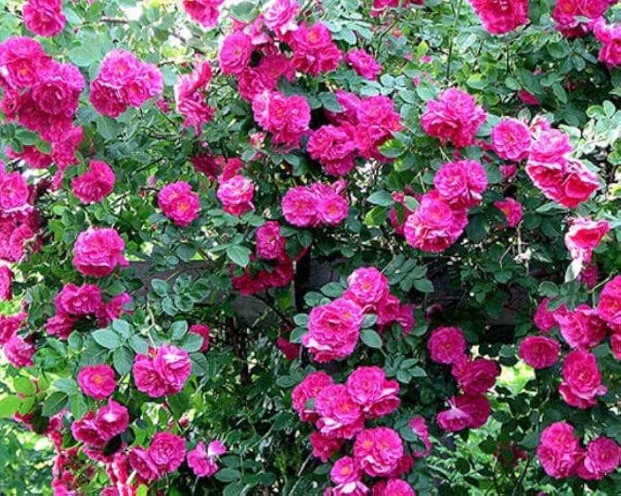 Climbing Rose Rosa chinensis Flower Seeds for Planting Pink Variety in Backyard Garden
