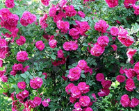 Climbing Rose Rosa chinensis Flower Seeds for Planting Pink Variety in Backyard Garden