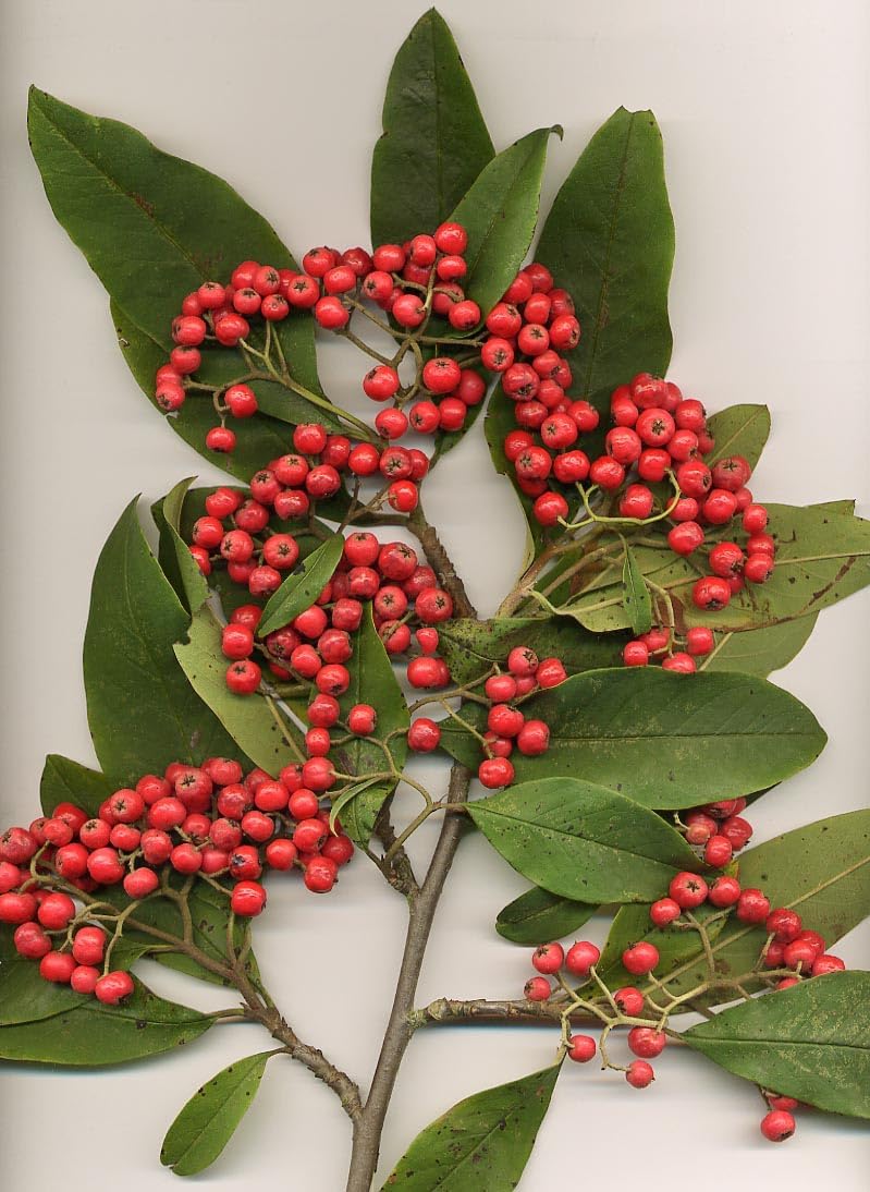 Cotoneaster Fruit Seeds for cultivation