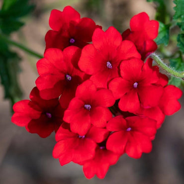 Verbena Red Annual Flower Seeds for Garden