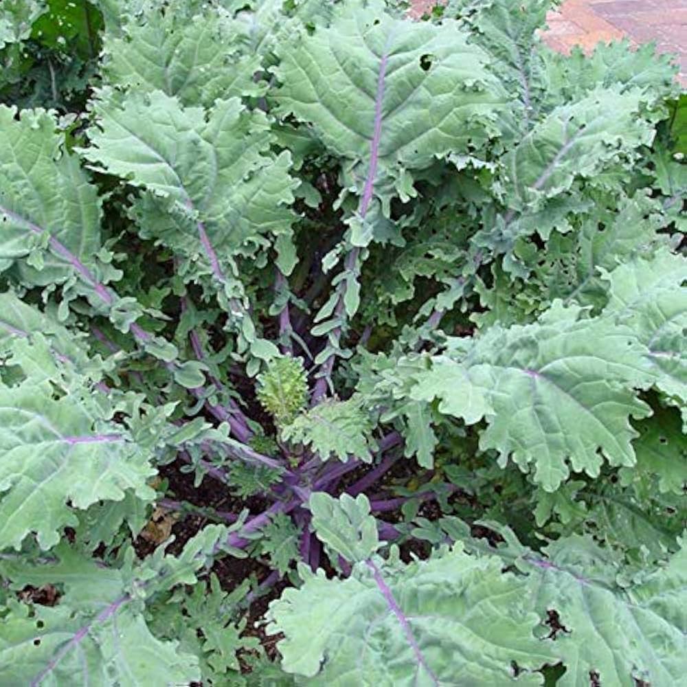 Organic Red Russian kale grown from seeds with frilly purple-veined leaves and cold tolerance