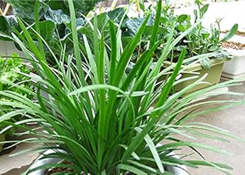 Chive Vegetable Seeds for Planting heirloom & Non-GMO Seeds