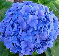Mini hydrangea flower Hydrangea macrophylla seeds for planting in home garden or decorative containers