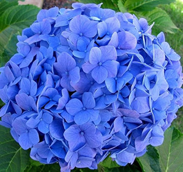 Mini hydrangea flower Hydrangea macrophylla seeds for planting in home garden or decorative containers