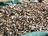 Bird of Paradise Flower Seeds for Planting, 100 pcs