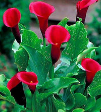 Red Alert Calla Lily