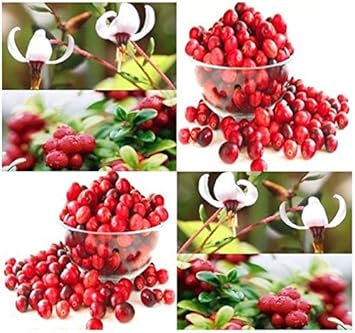 Red Vaccinium Macrocarpon Fruit Seeds for Planting - Tangy and Delicious Cranberries, Heirloom Seeds