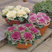 White (Ornamental Cabbage) for planting in garden