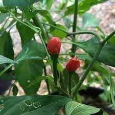 Texas Chiltepin Pepper Seeds for Planting heirloom & Non-GMO Seeds