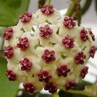 Hoya (carnosa orchid ball flower) for planting in garden