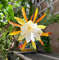 Heirloom Non-GMO Epiphyllum Anguligar Flower Seeds – Exotic Cactus Blooms for Garden Planting