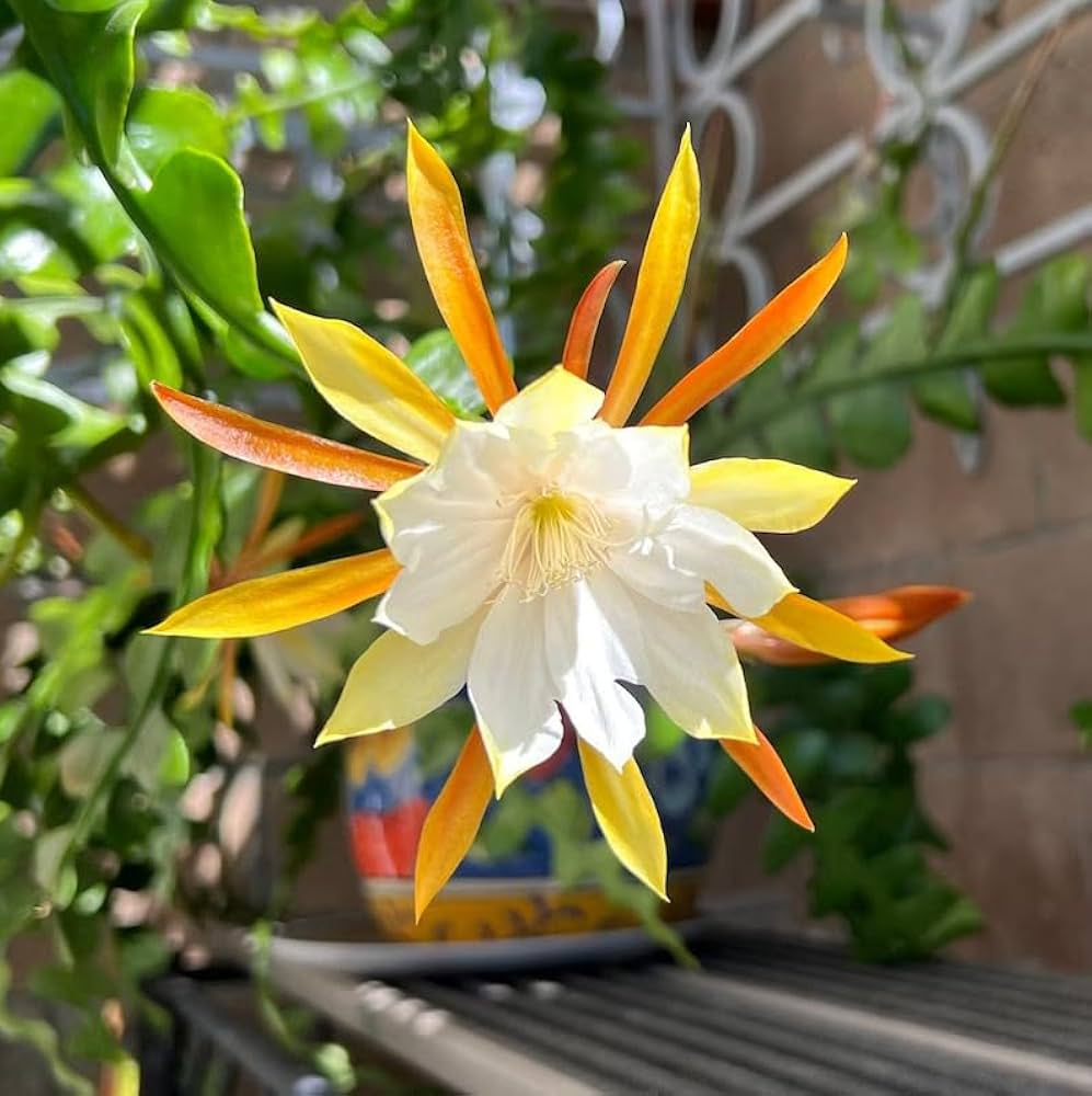 Heirloom Non-GMO Epiphyllum Anguligar Flower Seeds for planting in home garden