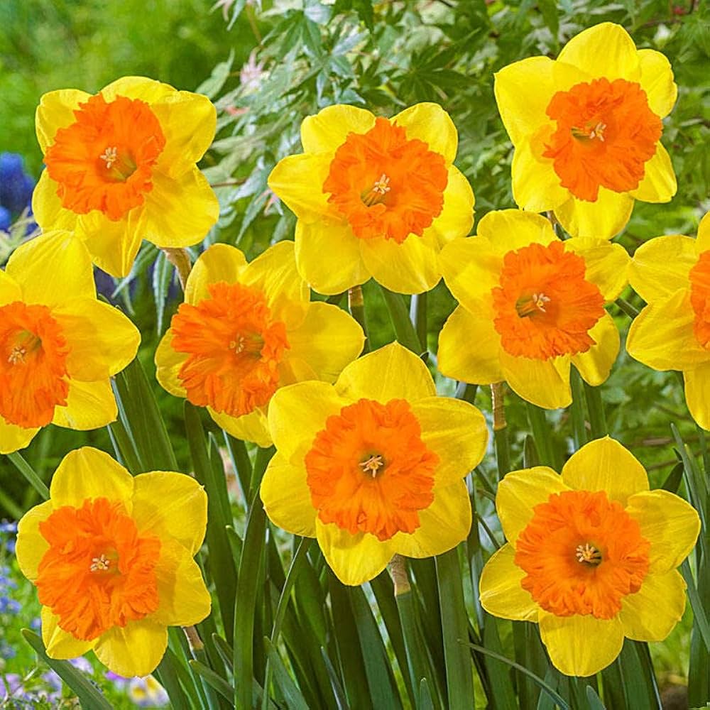 Daffodil Double Petal Aquatic Flower Seeds