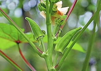 Terrace Vegetables View Fruit Plant Okra Kidney Seeds