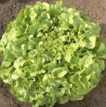 Green Oakleaf Vegetable Seeds for Planting heirloom & Non-GMO Seeds