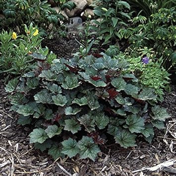 Green Heuchera Plant Seeds for Planting heirloom & Non-GMO Seeds