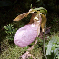 Pink Lady's Slipper Orchid Rare Wildflower - for planting in home garden