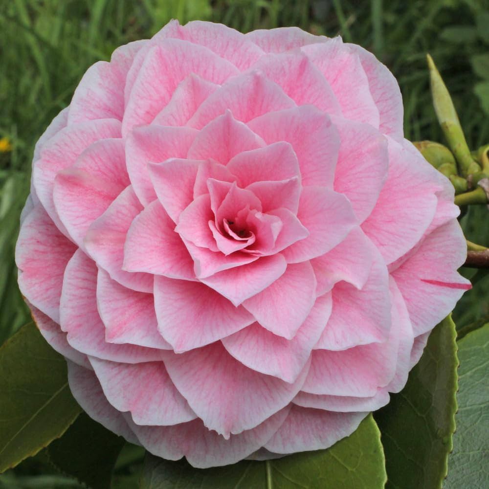 Camellia Japonica Flower Seeds