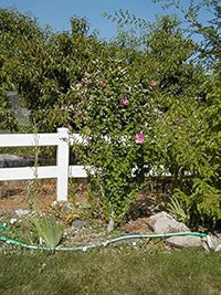 Organic Pink Sharon Flower Seeds for Planting – Heirloom, Non-GMO