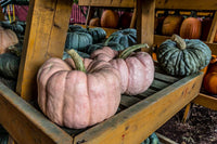 Pink Porcelain Doll Pumpkin Cucurbita Maxima Vegetable Seeds for Planting in Kitchen Garden and Raised Beds