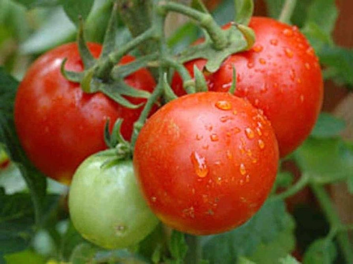 Burpee Celebrity Hybrid Red Tomato Seeds Heirloom Non-GMO Vegetable Seeds