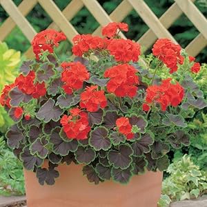 Rare Geranium Flower Seeds for Indoor & Garden Pots