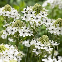 Heirloom Ornithogalum Saundersiae Flower Seeds for Garden Planting, Non-GMO, Starry White Blooms for Borders - Ornithogalum for planting in home garden
